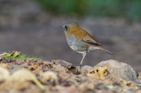 Drozd sedohrdly - Catharus gracilirostris - Black-billed Nightingale-thrush o1591